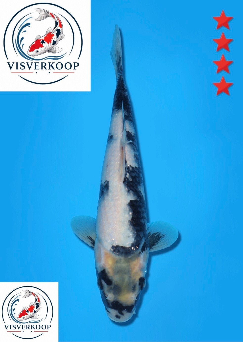 Koi Shiro utsuri., Karper of Koi