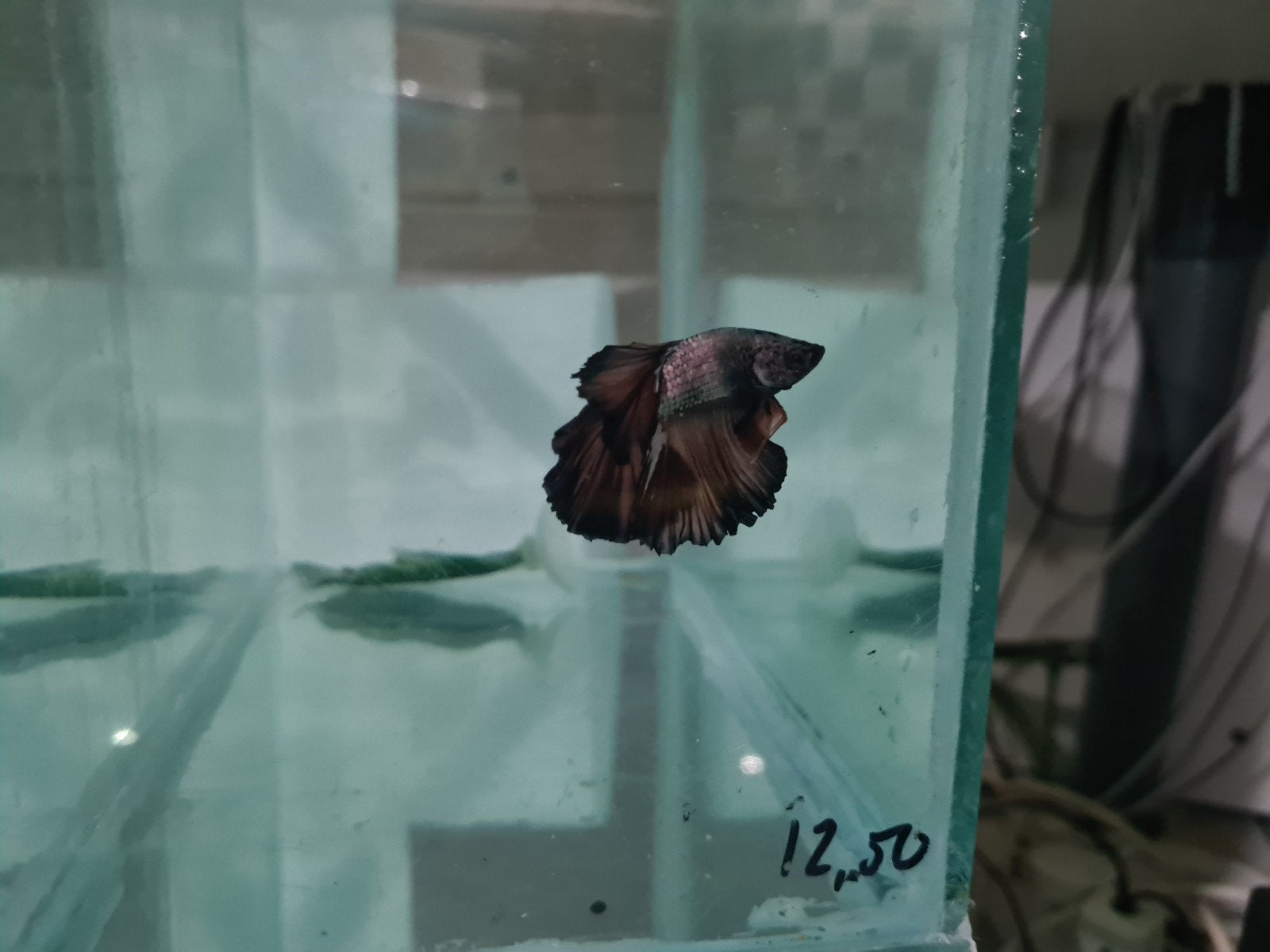 Betta Splendens Super Delta Kempvis man