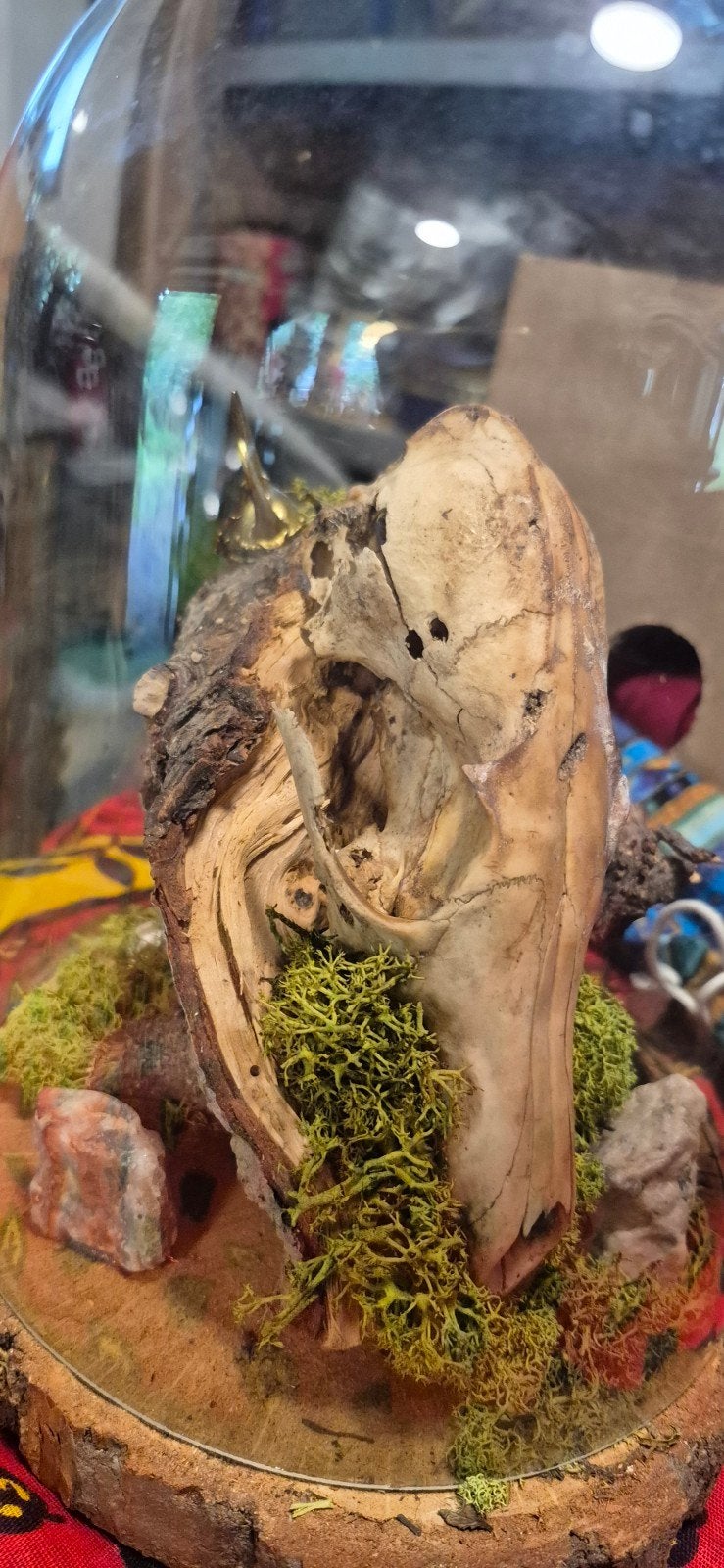 Uniek Taxidermie Diorama met Schedel en Insect, Ophalen of Verzenden