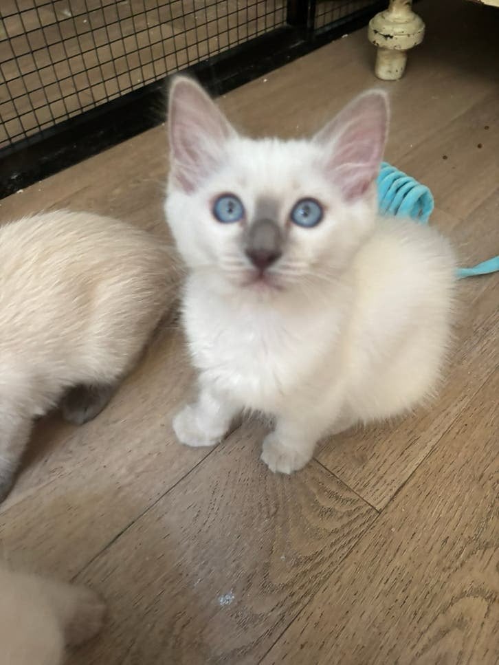 Ragdoll kittens, Meerdere dieren