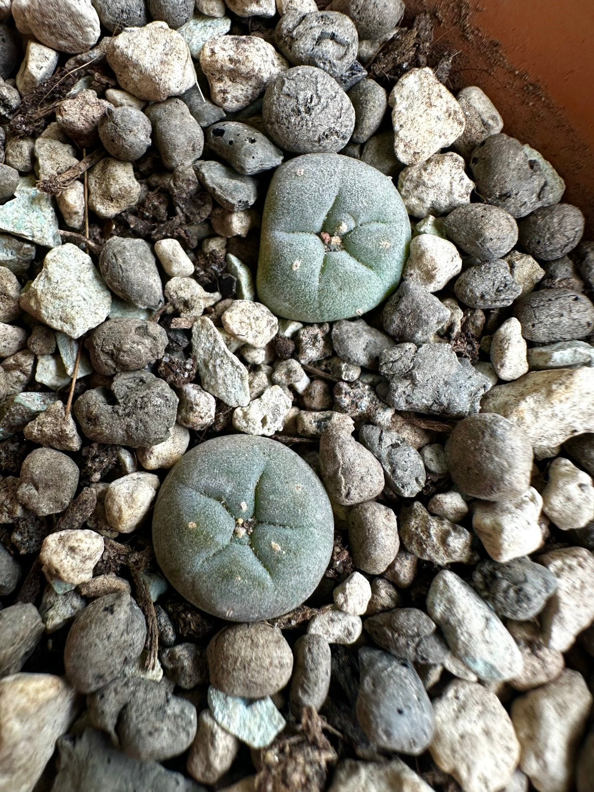 3 x Lophophora fricii VM 680 uit Mexico cactus, Minder dan 100 cm, Bloeiende kamerplant, Halfschaduw, Ophalen of Verzenden