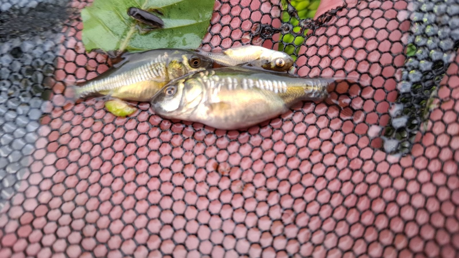 Mooie schub en spiegelkarpertjes van dit jaar 2-3 cm, Dieren en Toebehoren, Karper of Koi