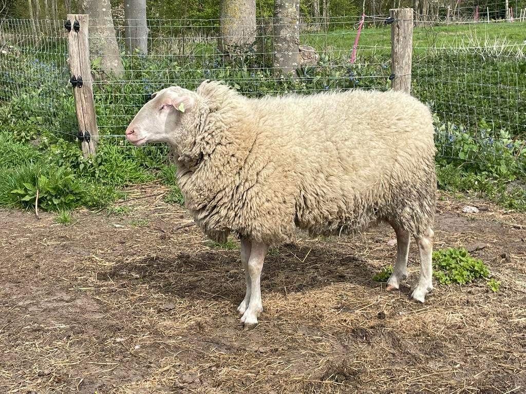 Dek ram, fries melkschaap, Dieren en Toebehoren, Mannelijk, Schaap