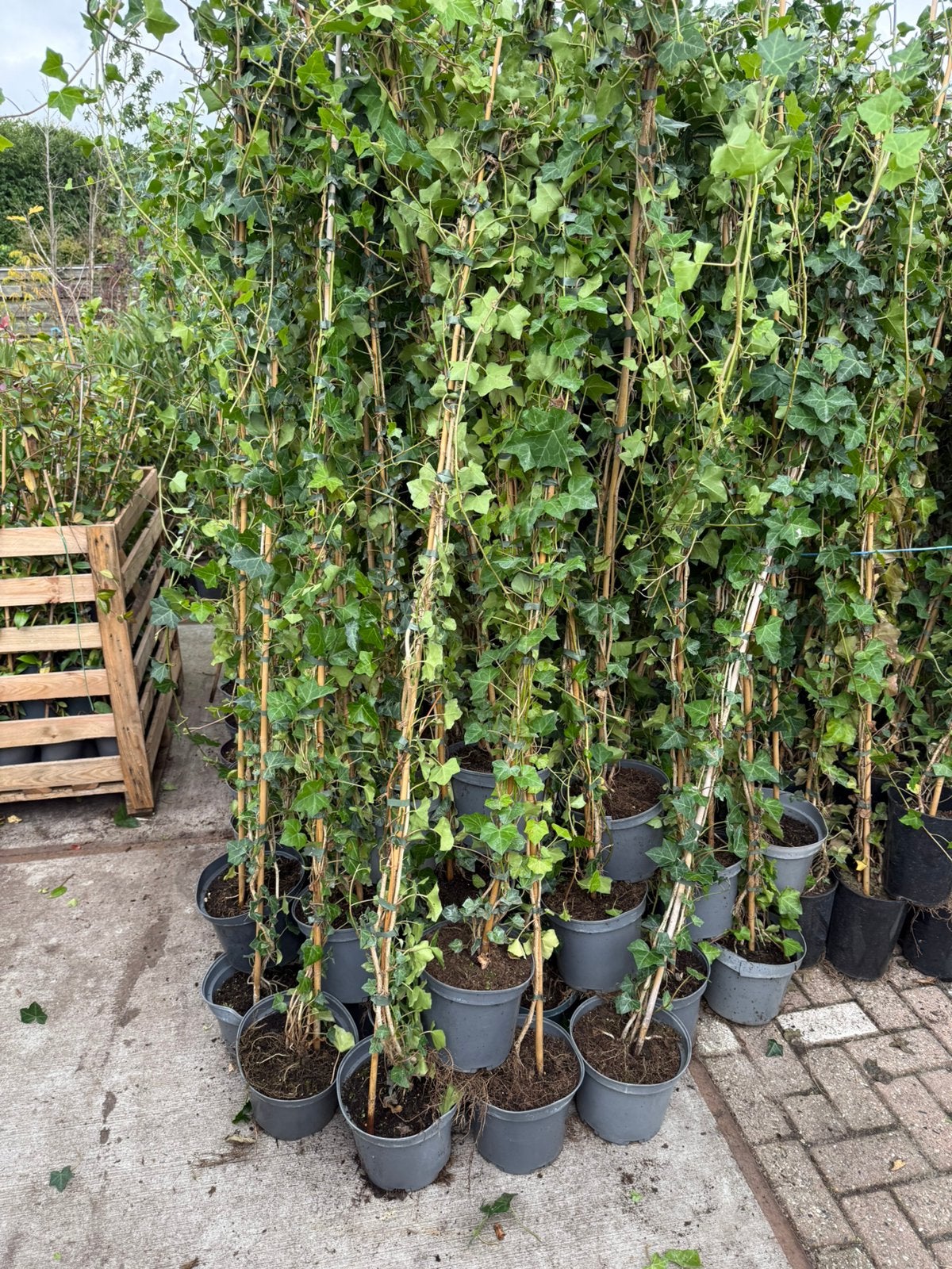 Hedera super plant goed vertakt grote partij 5 lt prijs 4,95, Tuin en Terras, Ophalen, Bloeit niet, Vaste plant, Klimplanten