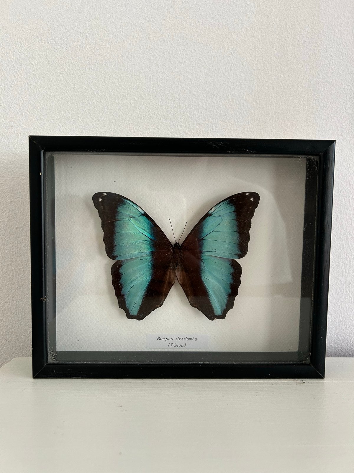 Opgezette blauwe Morpho Deidamia vlinder uit Peru, Ophalen, Gebruikt