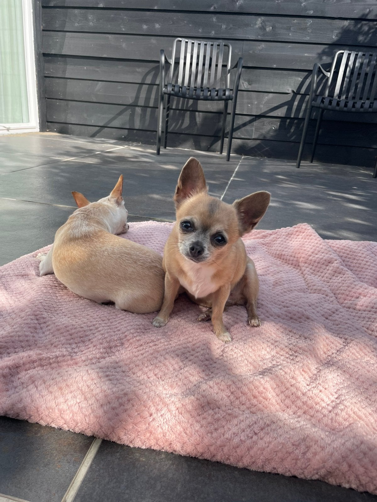 Kleine bruine chihuahua gezocht korthaar, Dieren en Toebehoren, 6 jaar of ouder, Parvo, Teef, Eén hond