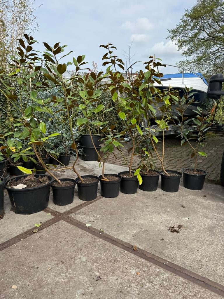 Magnolia grandiflora de nantes grote stuik blijft groen, Tuin en Terras, Ophalen, Overige soorten, Struik, 100 tot 250 cm
