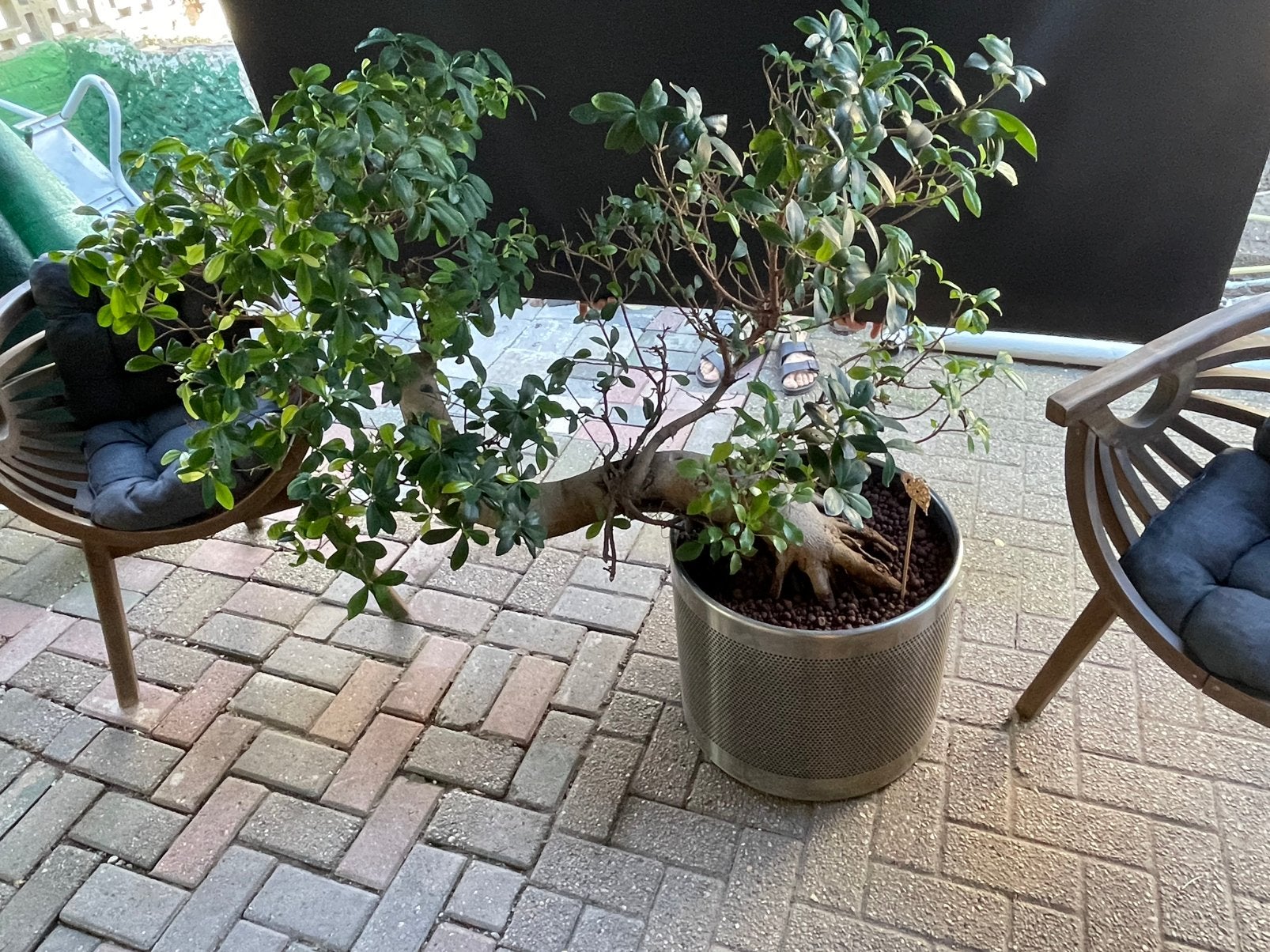 Ficus bonsai, Ophalen, Ficus