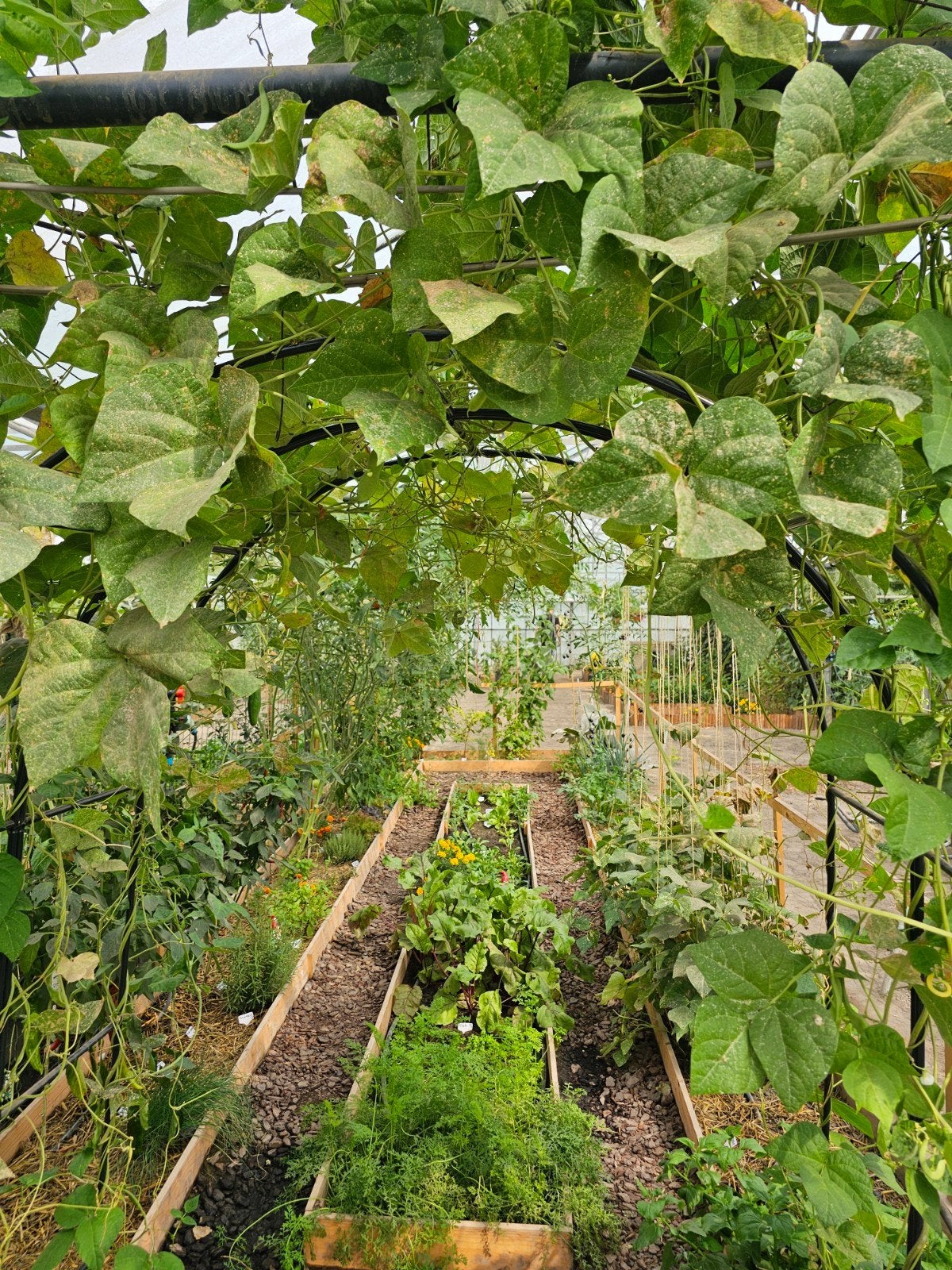 Moestuinen in de kas te huur - Jaarrond kweken!, Ophalen of Verzenden, Nieuw, Kweekkast