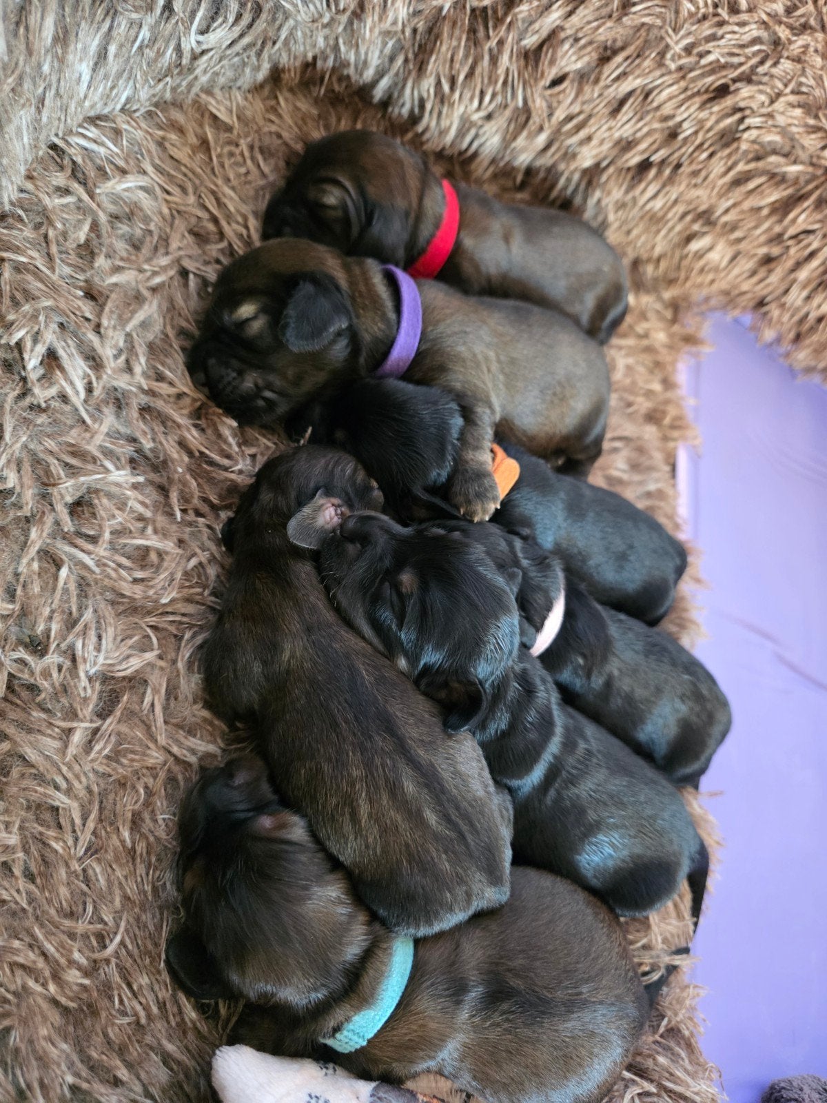 Mooie kaninchen pups, Dieren en Toebehoren, Honden | Teckels en Dashonden, Nederland, 8 tot 15 weken, Korthaar, Dwerg