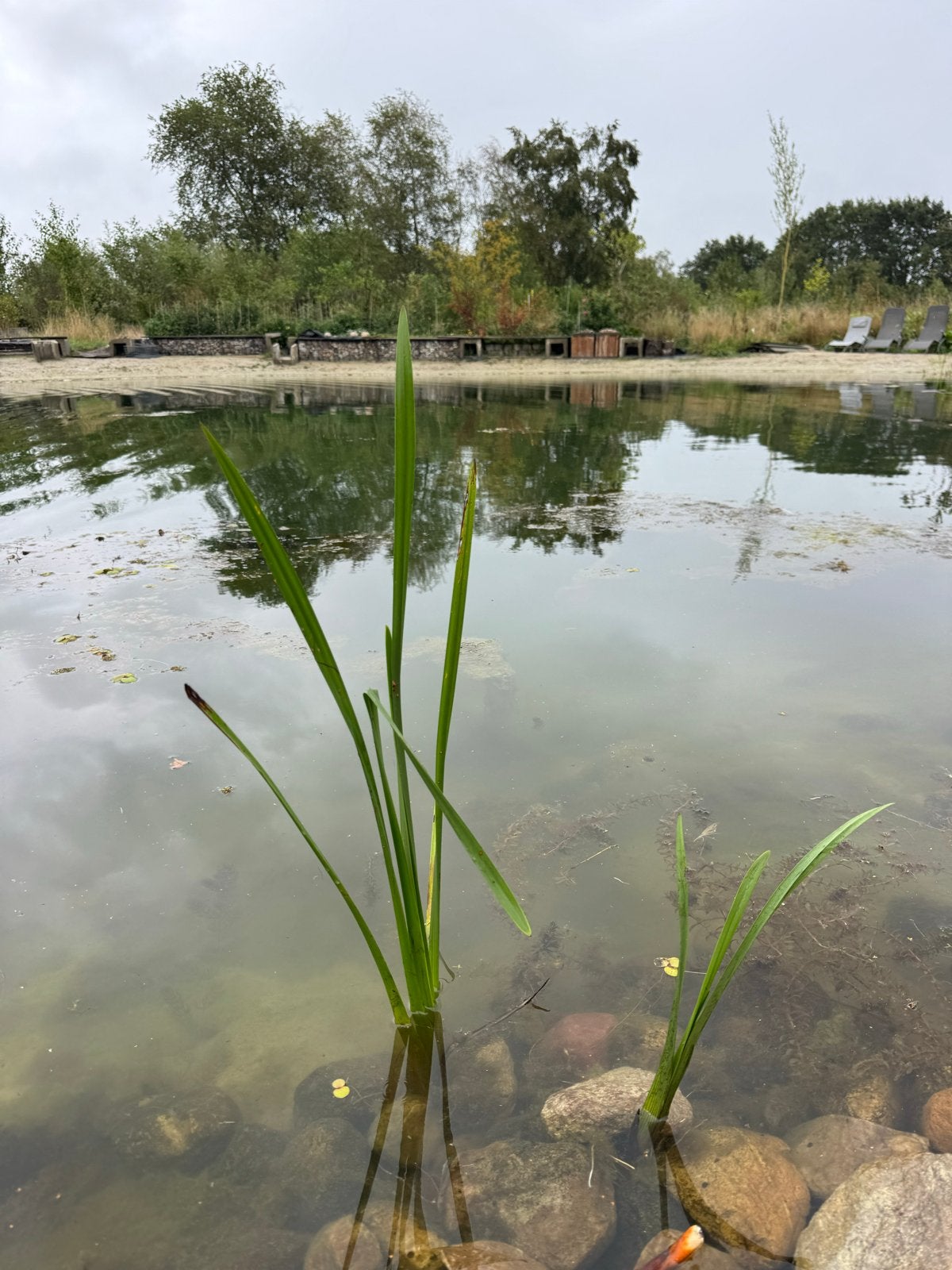 Gezocht: Waterplanten (zuurstofplanten) omgeving Hoogeveen/M, Ophalen, Gebruikt