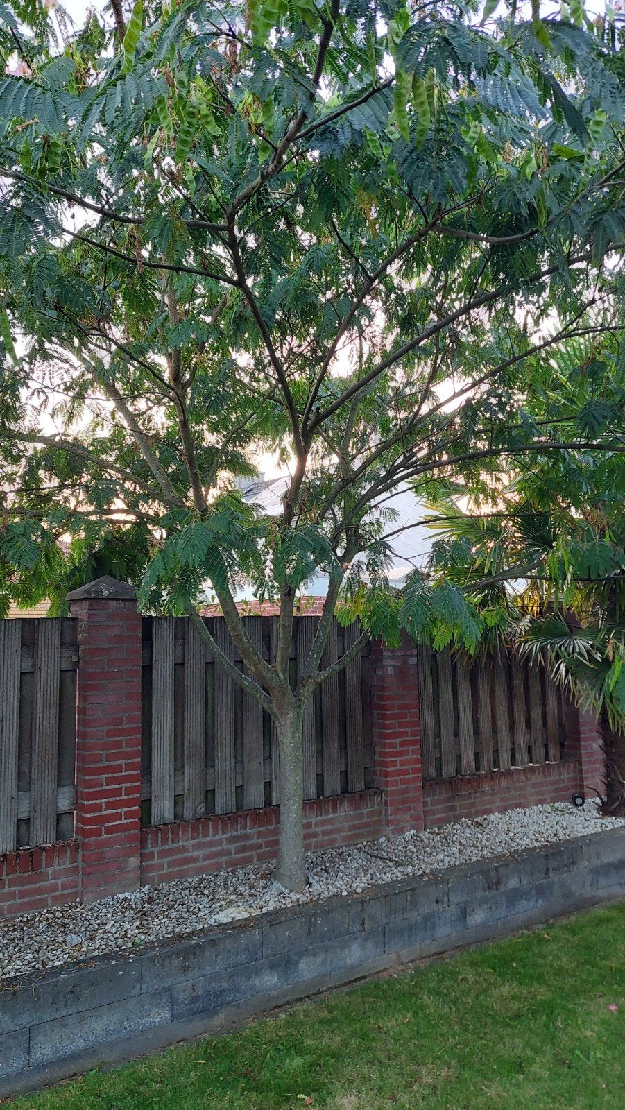4x Prachtige Perzische Slaapboom (Albizia julibrissin), Tuin en Terras, Overige soorten, 250 tot 400 cm, Zomer, Ophalen