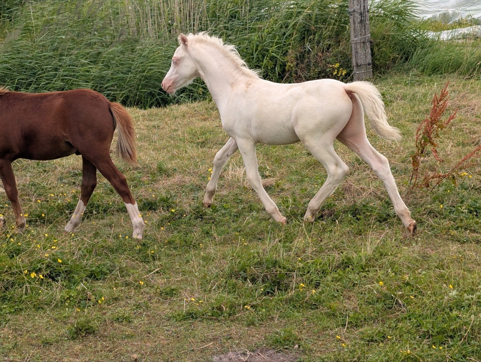 meerdere Welsh a ponys, Meerdere dieren, A pony (tot 1.17m), Met stamboom, 0 tot 2 jaar