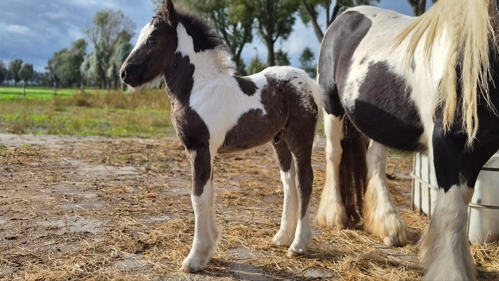 prachtig Tinker hengst veulen Pintaloosa, Dieren en Toebehoren, Hengst, Niet van toepassing, Met stamboom, 0 tot 2 jaar