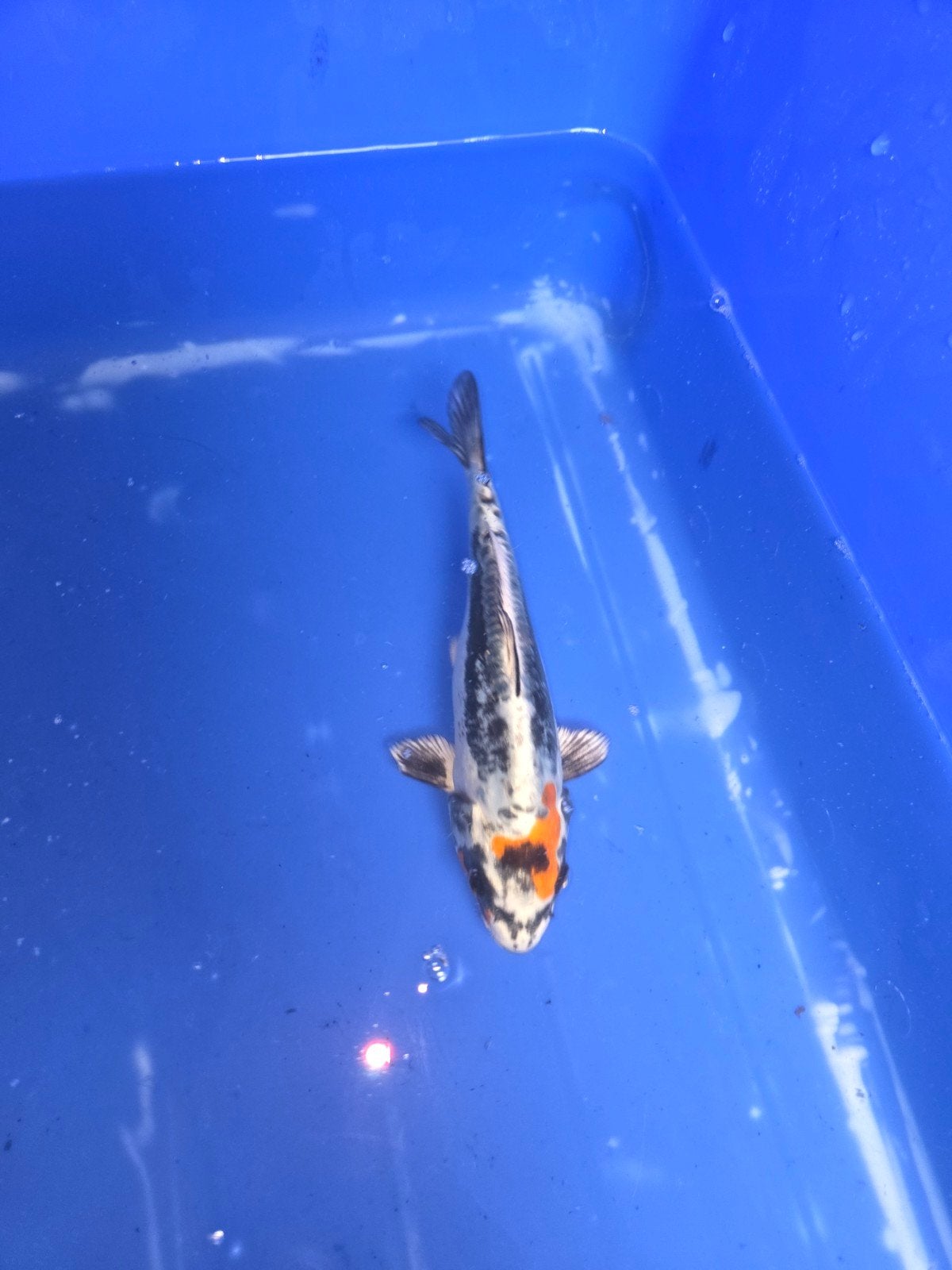beni kikokuryu, Karper of Koi