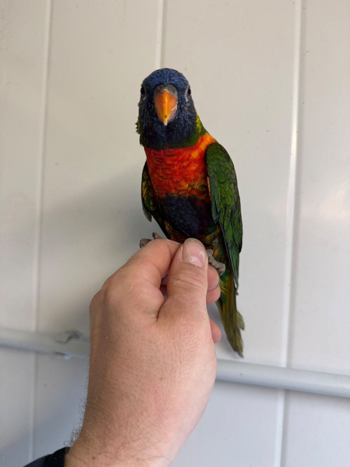 Handtamme lori van de blauwe bergen, Dieren en Toebehoren, Geslacht onbekend, Papegaai, Tam