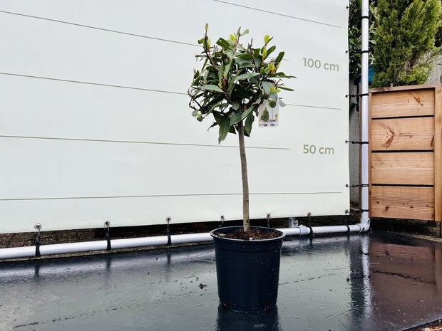 Laurier op stam - Laurus Nobilis - stamhoogte 50-80 cm, Bloeit niet, Minder dan 100 cm, Volle zon, In pot