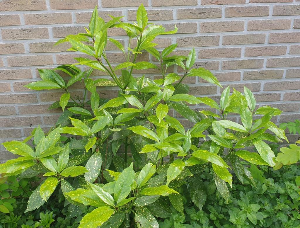 Jonge Broodboom (Aucuba japonica) - Wintergroene Sierstruik, Tuin en Terras, Ophalen, Vaste plant, Overige soorten, Halfschaduw
