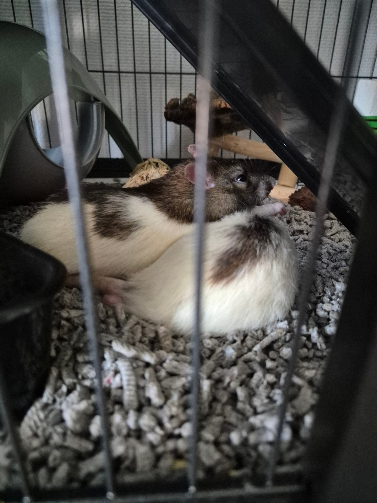 Twee mannetjes ratten (handtam) + alle toebehoren, Dieren en Toebehoren, Knaagdieren, Rat, Mannelijk, November, Tam
