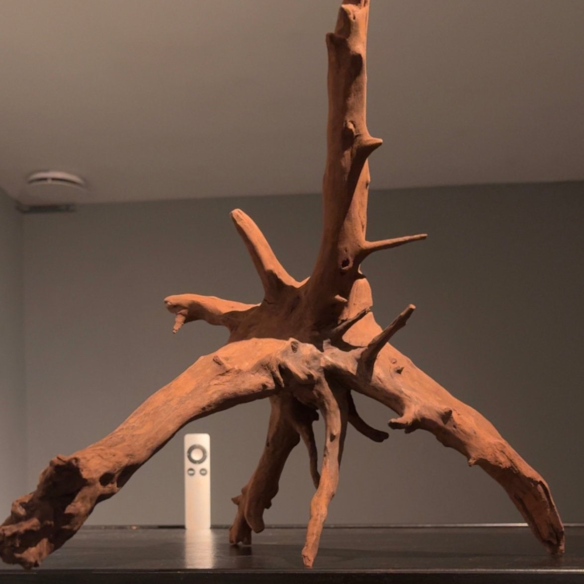 Uniek stuk Corboroot Kienhout / Spiderwood, Hout Decoratie, Ophalen of Verzenden, Plant(en), Steen of Hout
