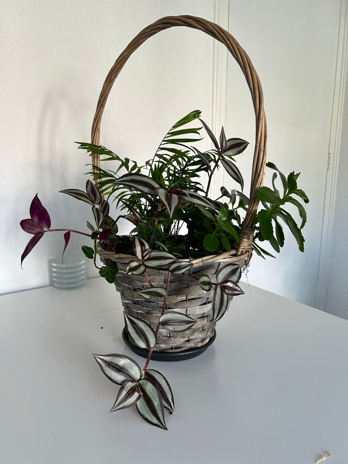 Mooie plantenmand met diverse kamerplanten, Overige soorten, In pot, Minder dan 100 cm, Groene kamerplant