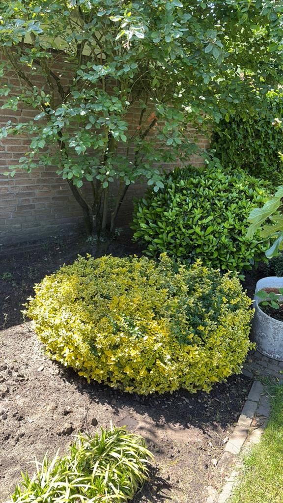 Gratis plant, Ophalen, Overige soorten, Minder dan 100 cm