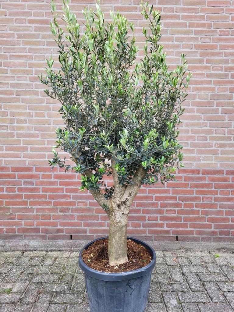 Mooie vertakte olijfbomen !, Volle zon, Ophalen of Verzenden, 100 tot 250 cm, Zomer