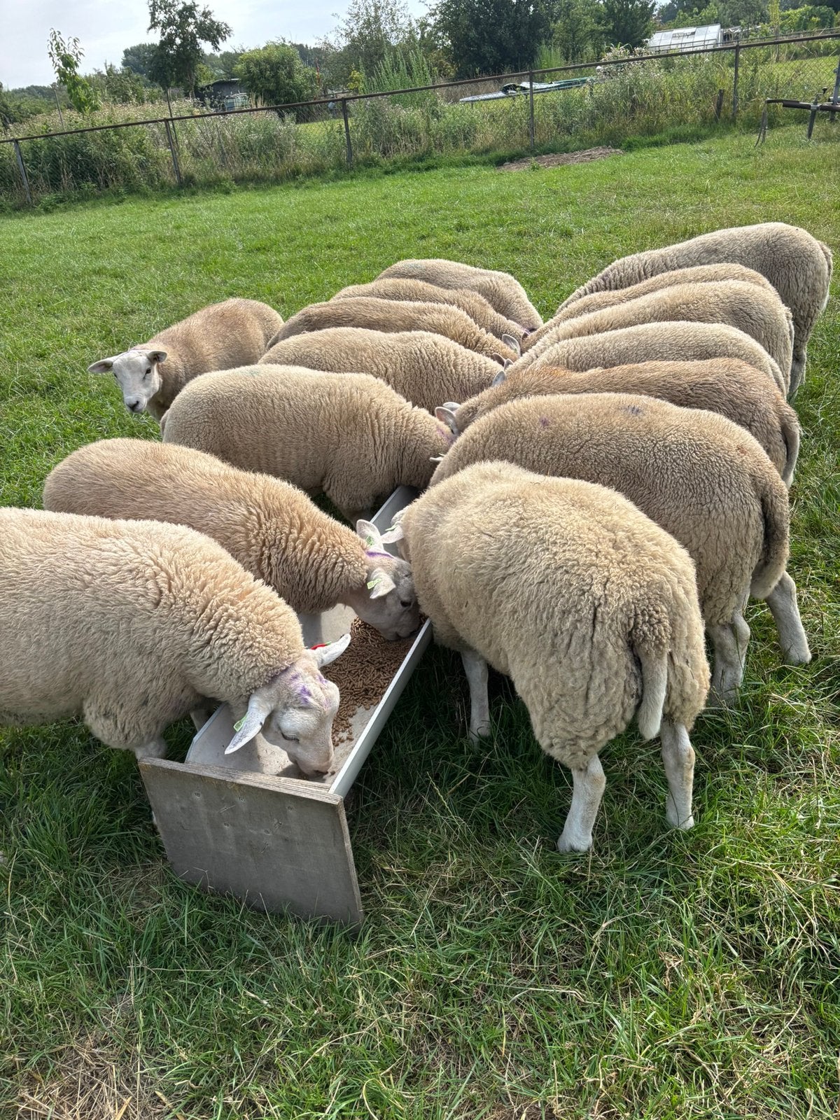 TE KOOP 14 ZWOEGERVRIJE BOKKEN, Mannelijk, Schaap