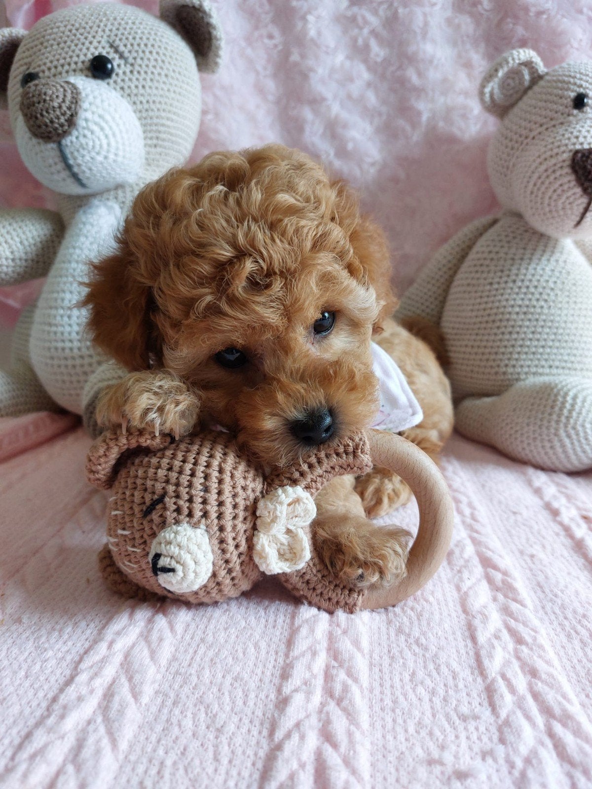 Dwergpoedel puppy teefje, Dieren en Toebehoren, Honden | Chihuahua's en Gezelschapshonden, Poedel, Parvo, 8 tot 15 weken, Teef