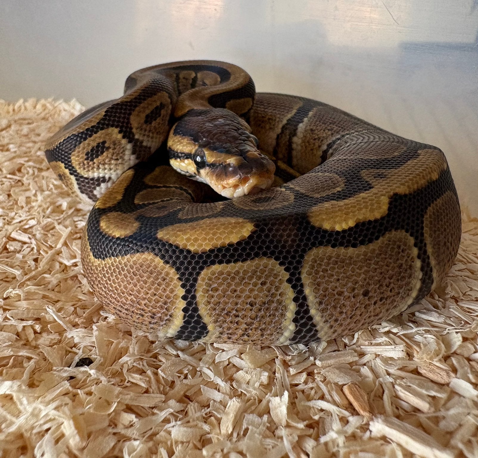 Red Stripe dh DG Clown vrouw koningspython ballpython Ball Python photo 2