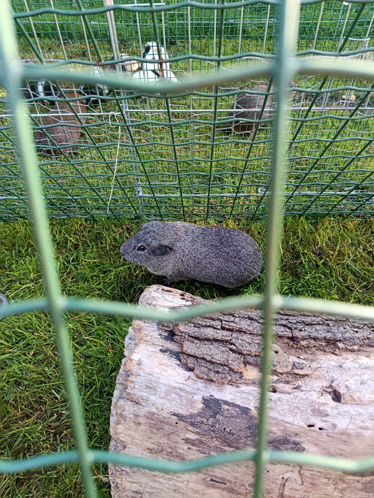 Cavia beertjes te koop. Papa en zoon, Juni, Mannelijk, Cavia