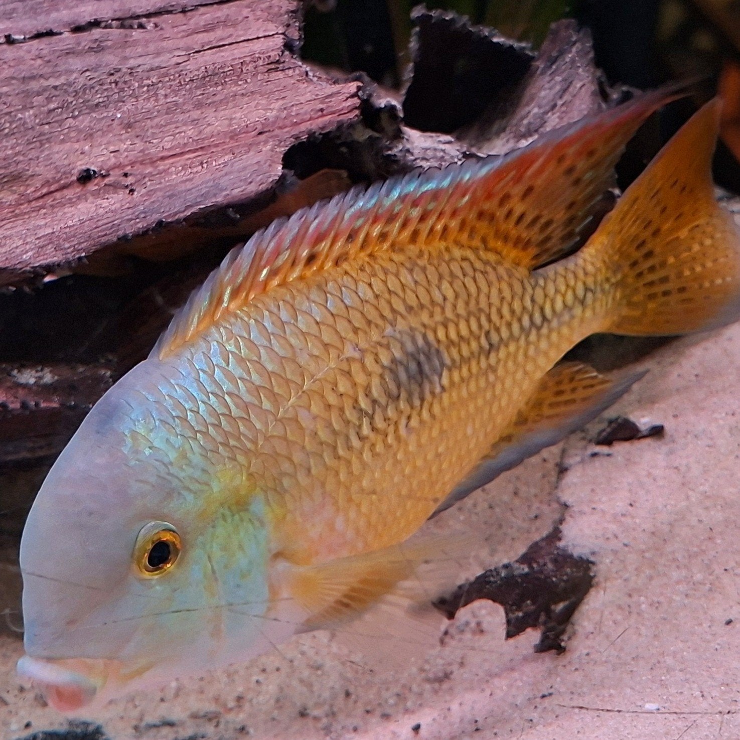 Hypsophrys nicaraguensis, gele moga man, Vis, Zoetwatervis