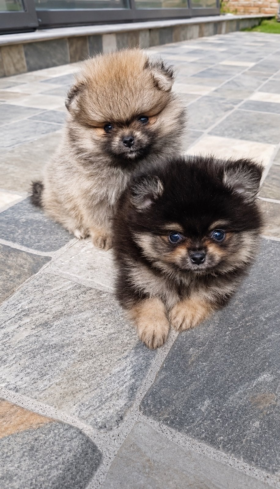 Pomeranian | Pomeriaan | Bearface | Reu | Stamboom, Particulier, Keeshond, 15 weken tot 1 jaar, Reu