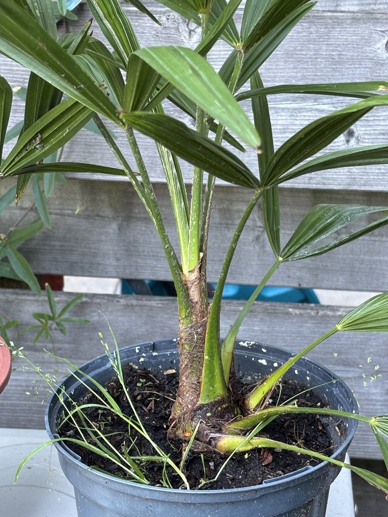 Trachycarpus Fortunei winterharde palm, Volle zon, Vaste plant, Zomer, Ophalen