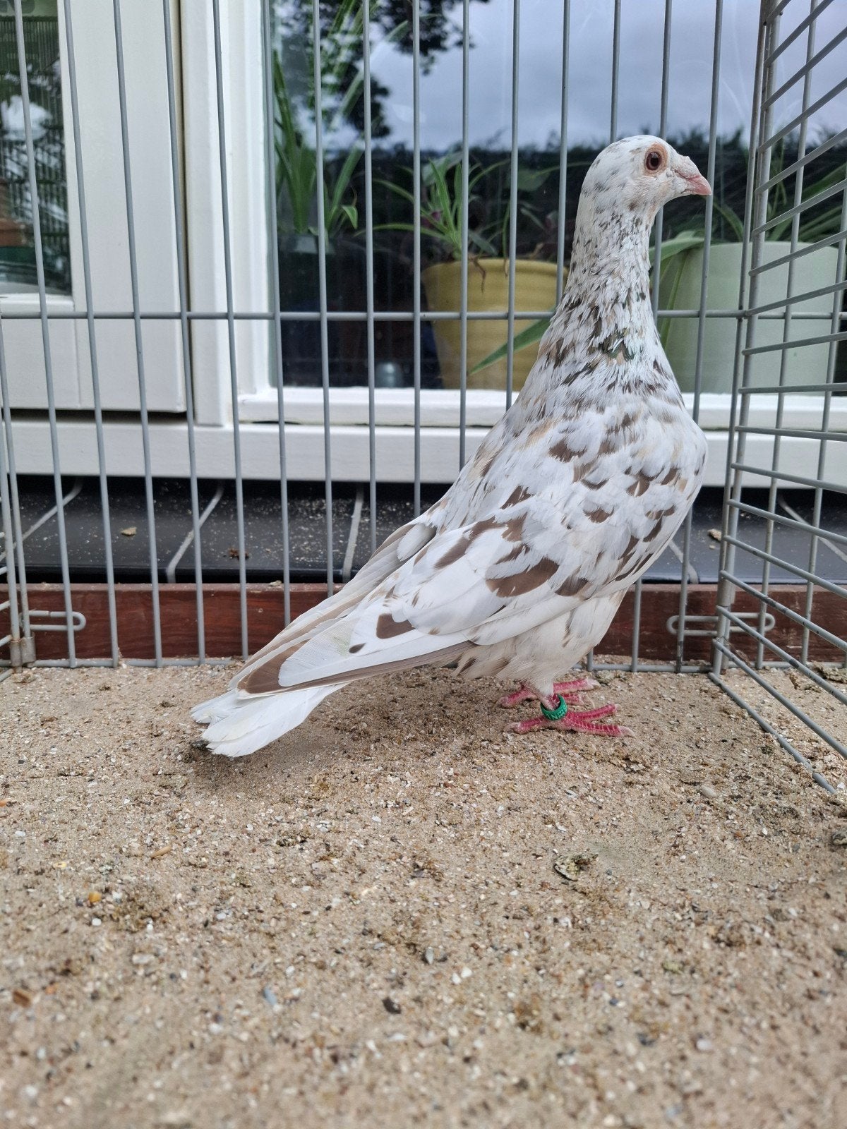 Onverwant koppel bruinstipper kleurpostduiven, Dieren en Toebehoren, Meerdere dieren, Postduif