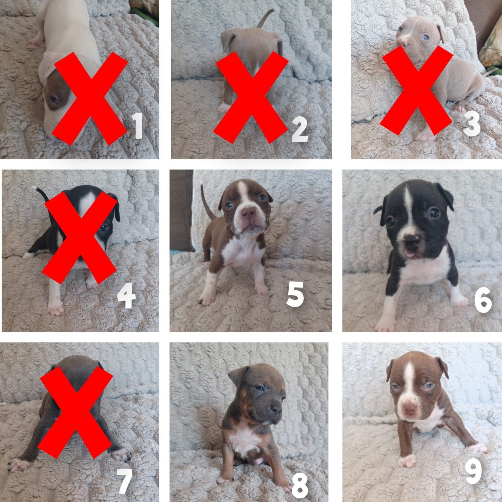 american bully pups   mogen 18 september weg, Dieren en Toebehoren, 8 tot 15 weken, Parvo, Meerdere, Meerdere dieren