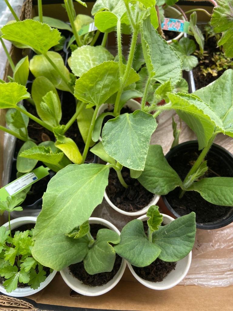 Groenteplantjes biologisch in Amsterdam (peper, courgette), Tuin en Terras, Planten | Tuinplanten, Ophalen, Volle zon, Groenteplanten