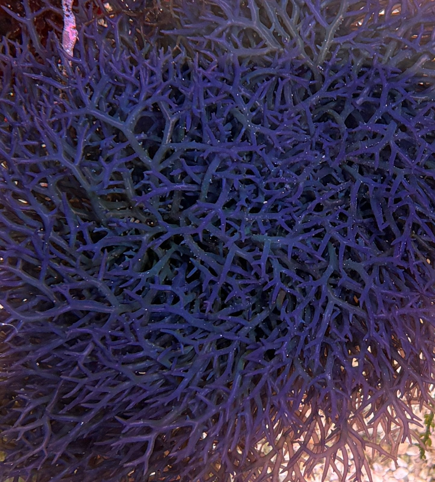 Blauwe hypnea pannosa, macro algen. Verzending mogelijk!, Dieren en Toebehoren, Overige typen, Zoutwatervis