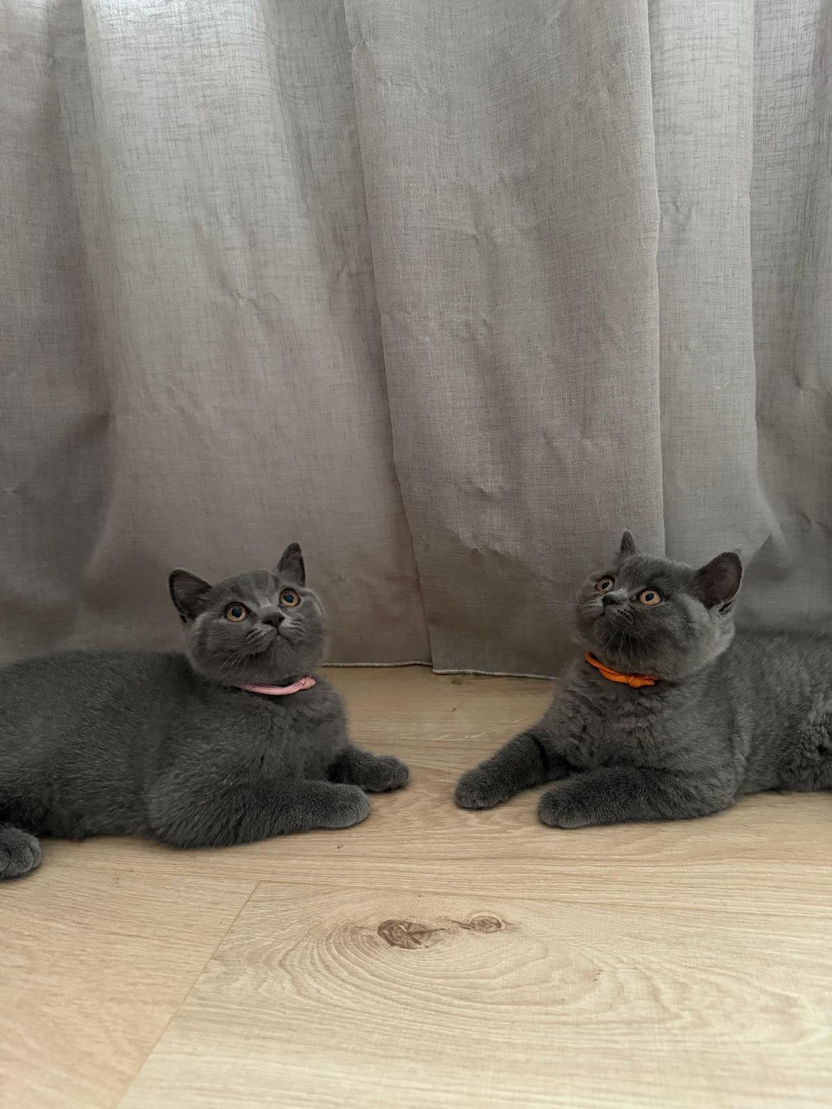 Britse Korthaar kittens blauw (raszuiver) - mogen direct mee, Meerdere dieren, Ontwormd, 0 tot 2 jaar