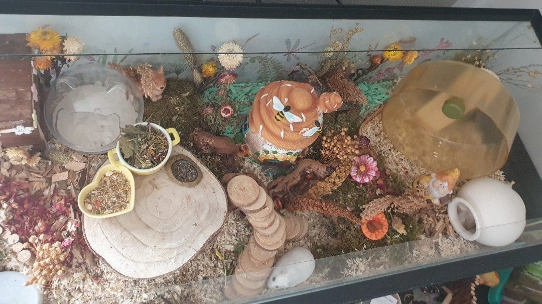 Te koop terrarium geschikt voor hamster, Dieren en Toebehoren, Zo goed als nieuw, 75 tot 110 cm, Ophalen, Minder dan 60 cm
