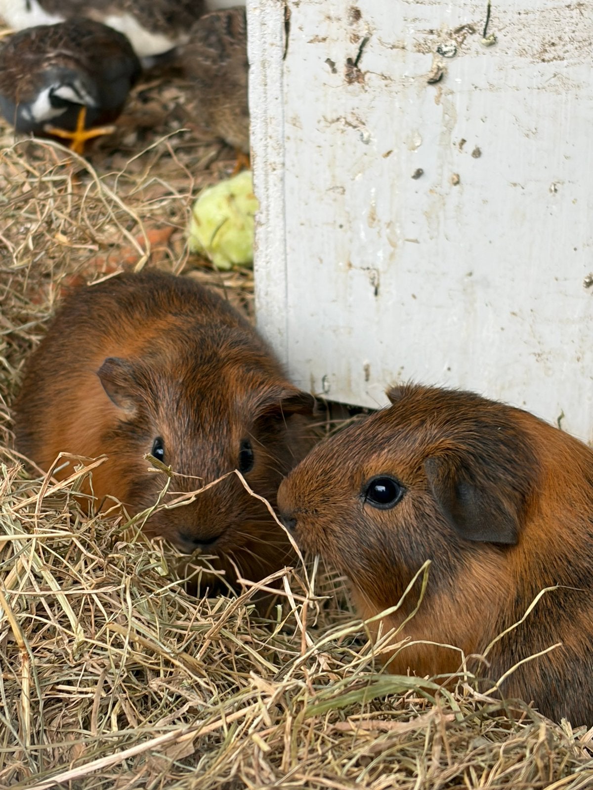 Jonge cavia’s, Augustus, Meerdere dieren, Cavia