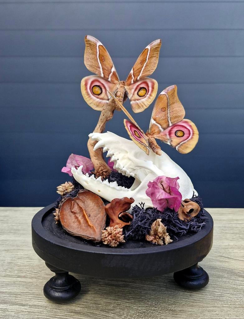 Opgezette vlinders,  stolp, taxidermie,  stolp schedel vos, Ophalen, Nieuw, Insect, Schedel