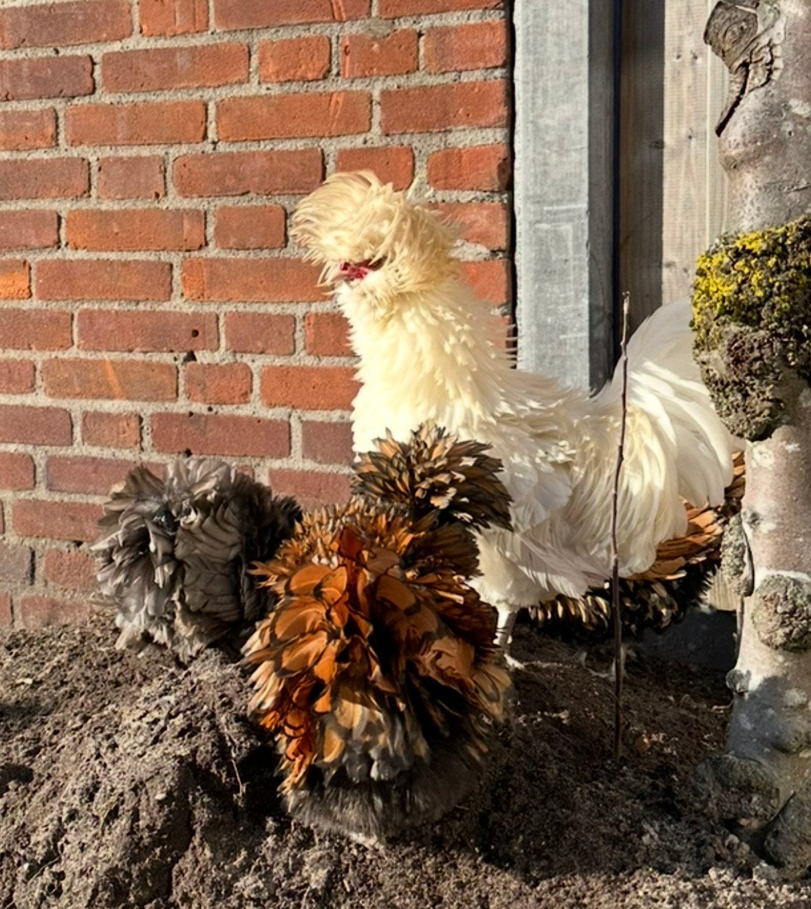 Mooie witte padua haan, Mannelijk, Kip