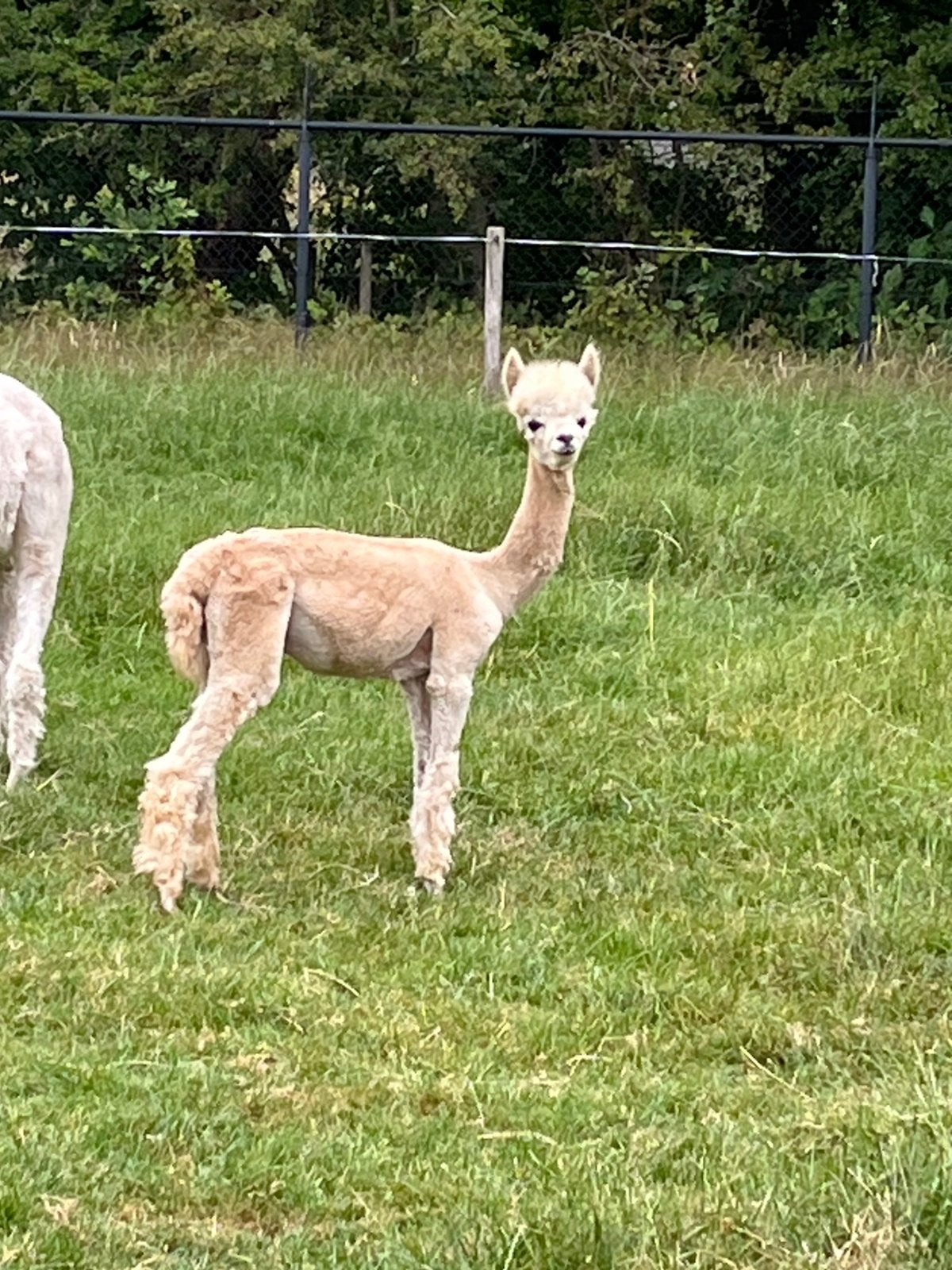 Alpaca hengstje, Dieren en Toebehoren, September, Mannelijk