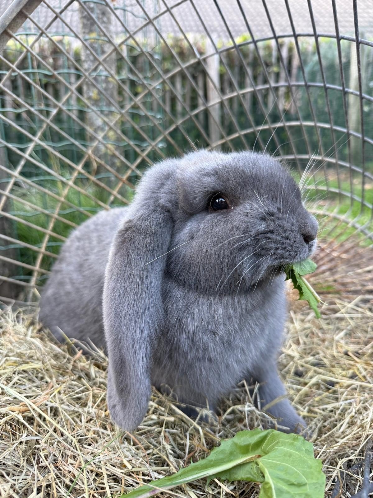 Franse hangoor 15-04-2026, Dieren en Toebehoren, Konijnen, Vrouwelijk, Groot, Hangoor, 0 tot 2 jaar