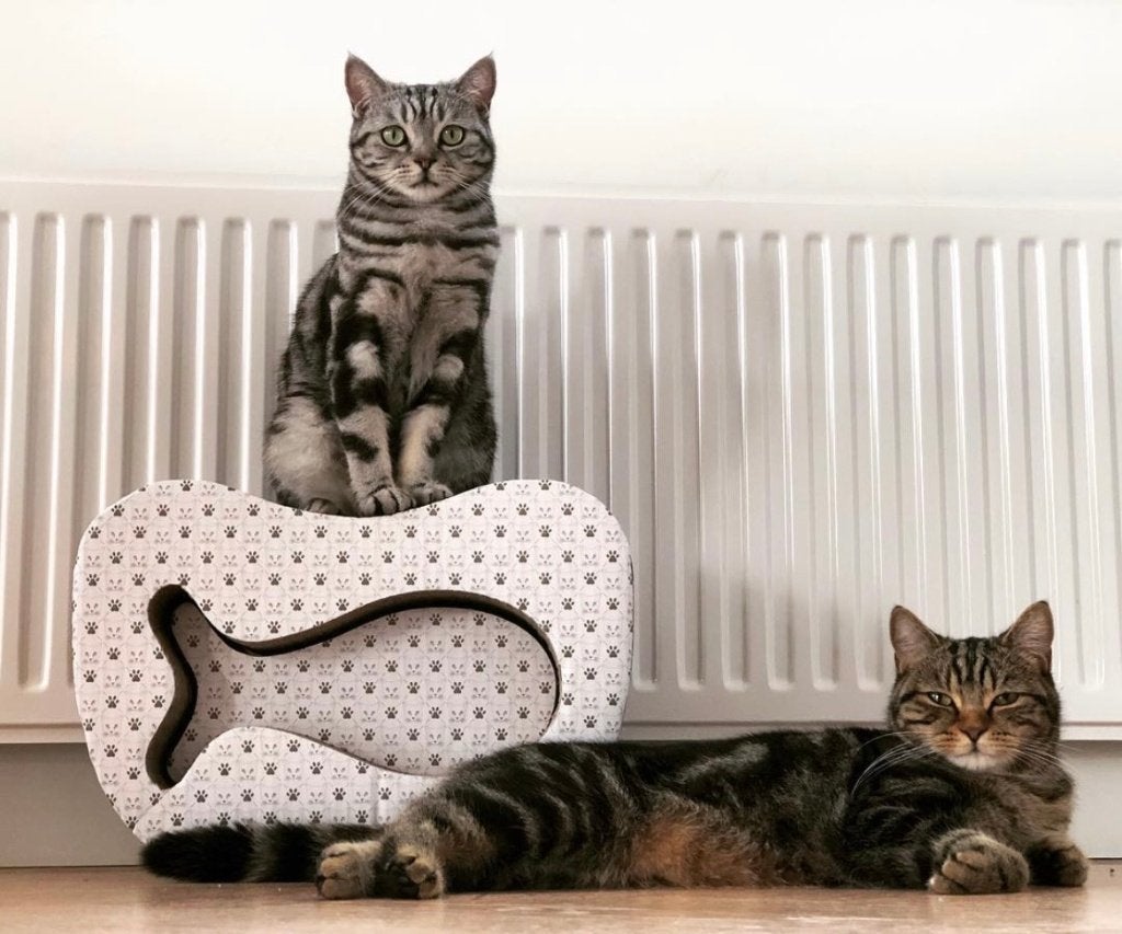 Britse kortharen silver en golden tabby, Dieren en Toebehoren, Kater, Met stamboom, 6 jaar of ouder