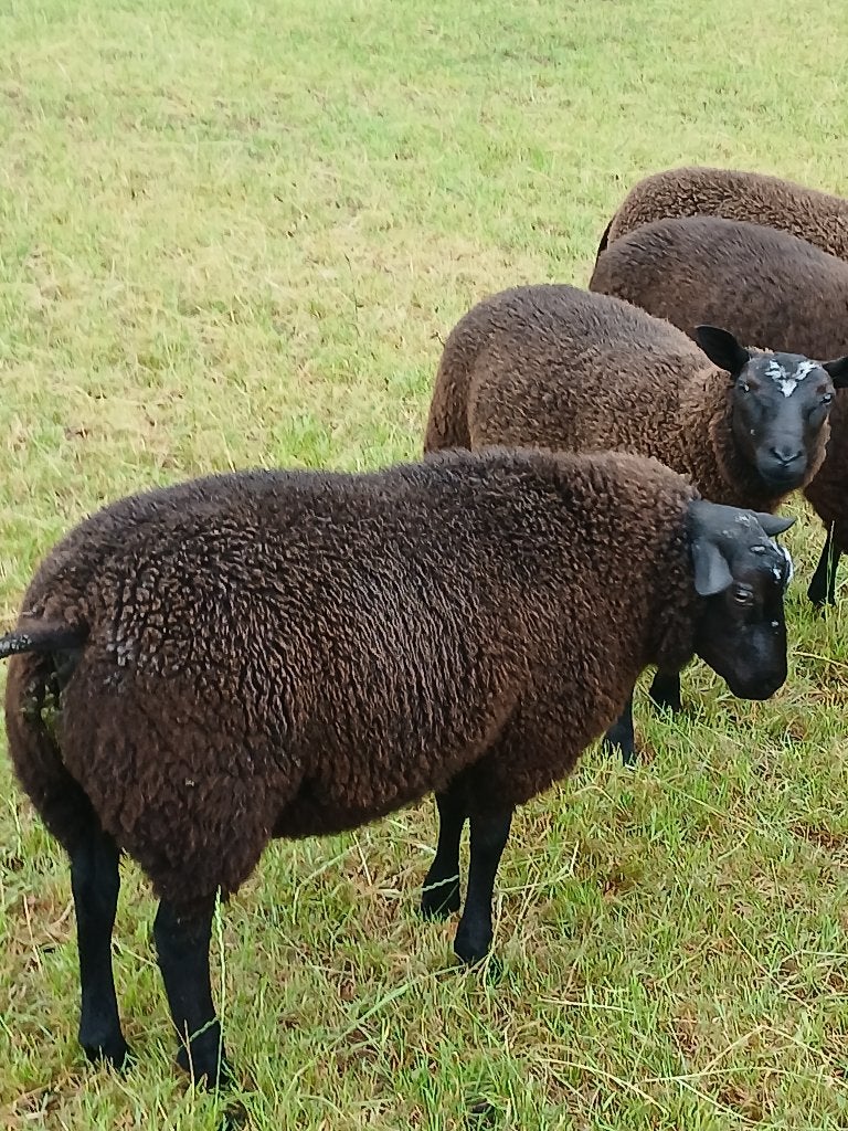 dekrammen, Mannelijk, Schaap, 0 tot 2 jaar