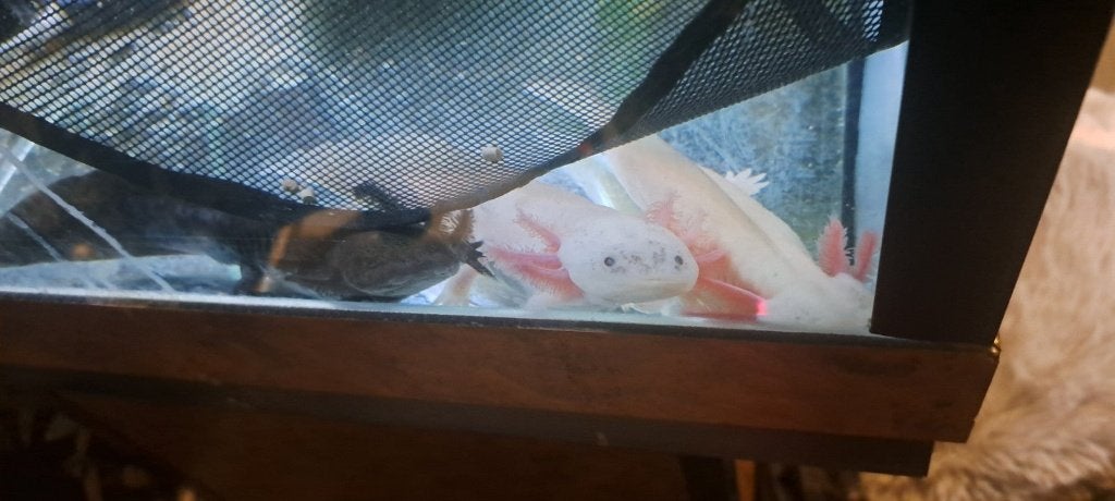 Axolotl, Overige typen, Zoetwatervis