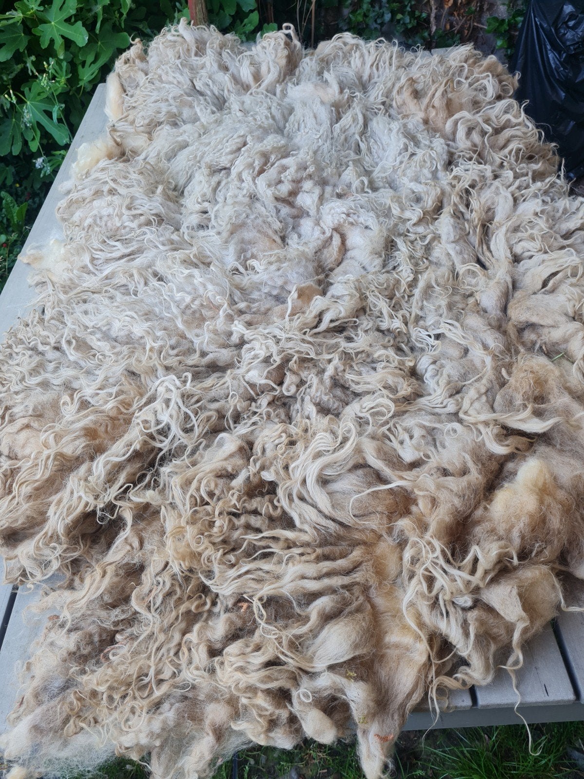 Onbewerkte schapenvacht met krulletjes, Hobby en Vrije tijd, Spinnewielen en Spinnen, Ophalen of Verzenden, Spinwol