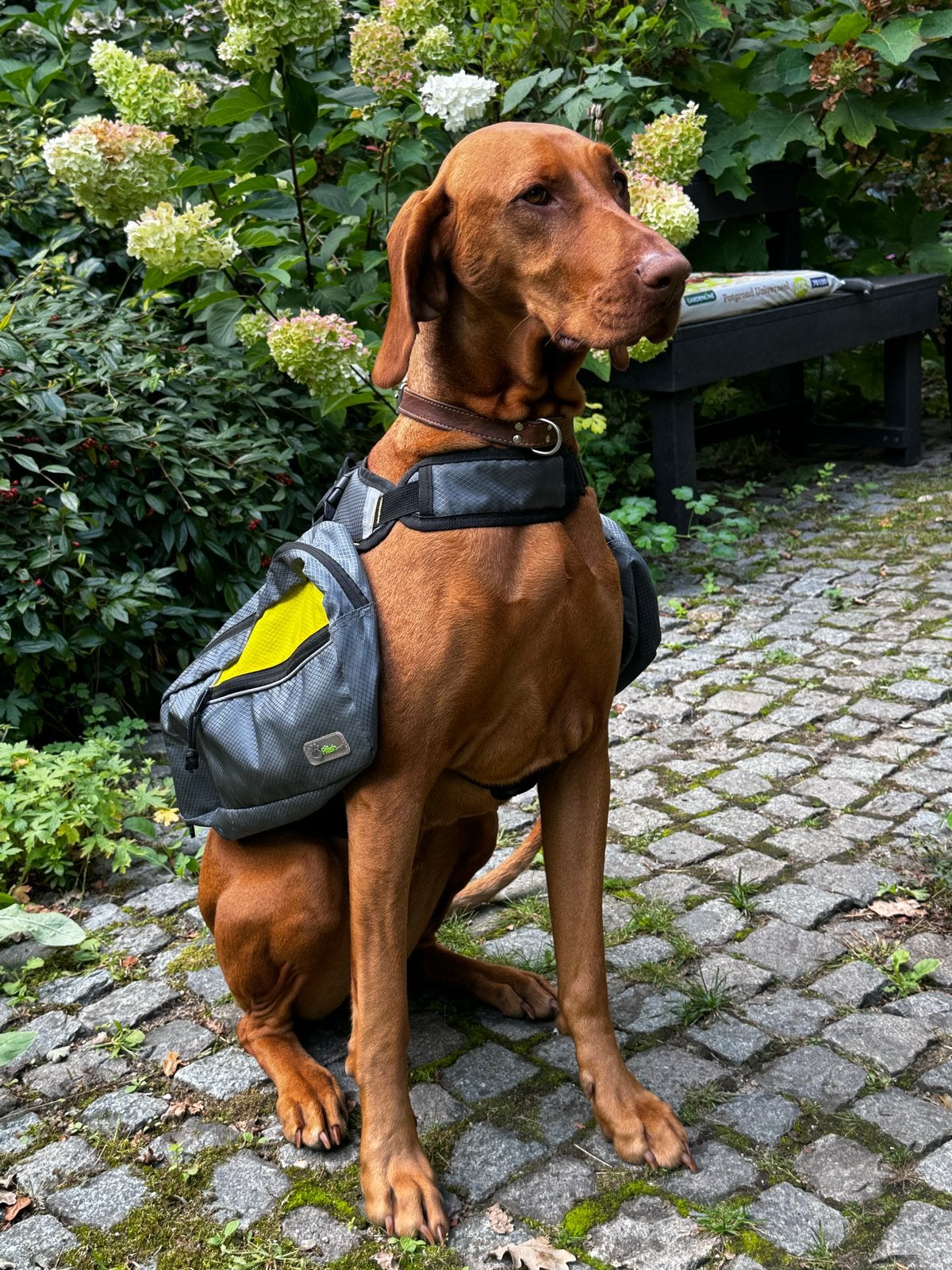 Honden rugzak met afneembare zakken maat M, Dieren en Toebehoren, Ophalen of Verzenden